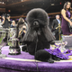 Image for article titled Siba, champion of Westminster, eats McChicken like a common mutt